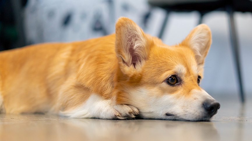 讀懂主子心事-5大寵物情緒警號-主人必學毛孩舒壓指南